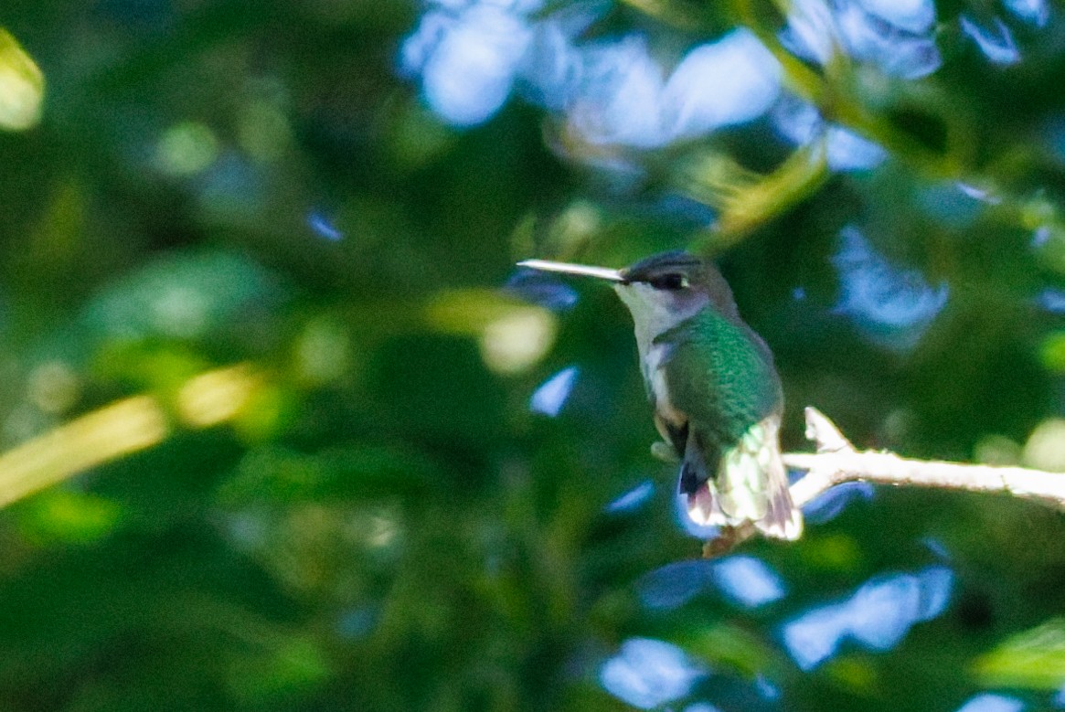 Ruby-throated Hummingbird - ML645969039
