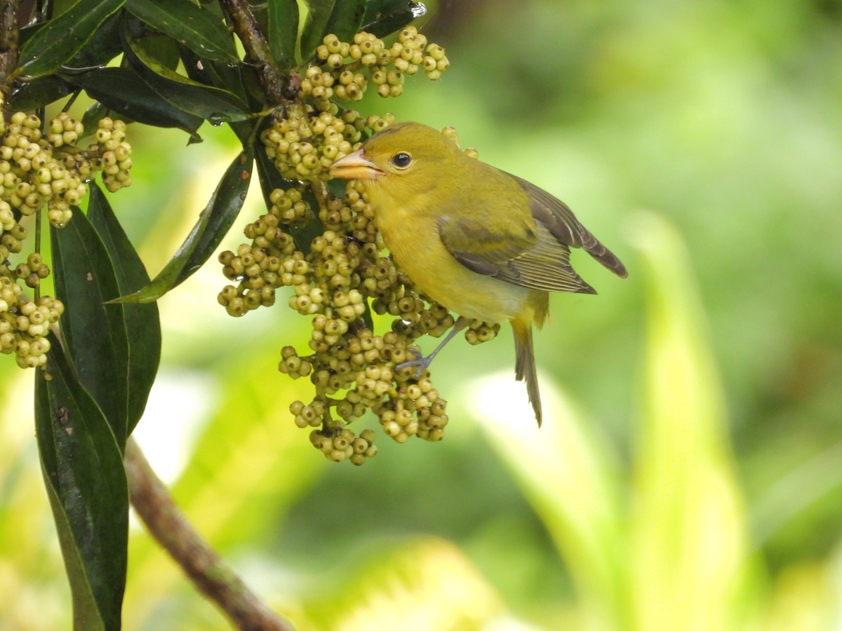 Scarlet Tanager - ML645969040