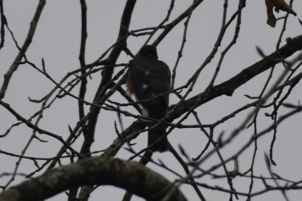 Sharp-shinned Hawk - ML645969041