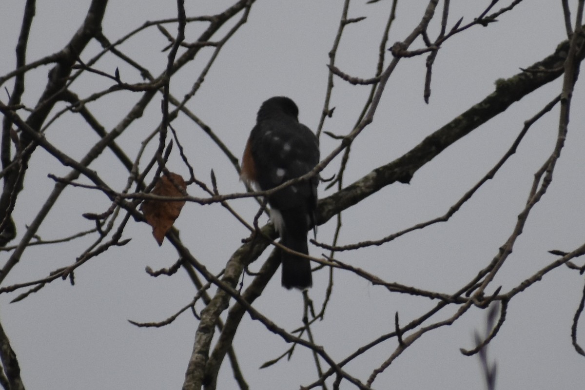 Sharp-shinned Hawk - ML645969042