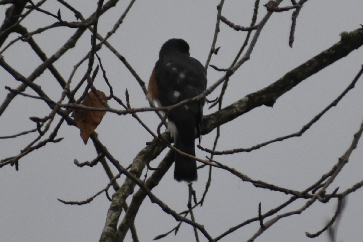 Sharp-shinned Hawk - ML645969043