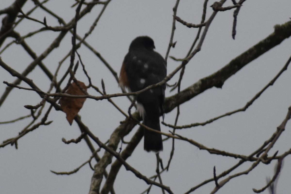 Sharp-shinned Hawk - ML645969044