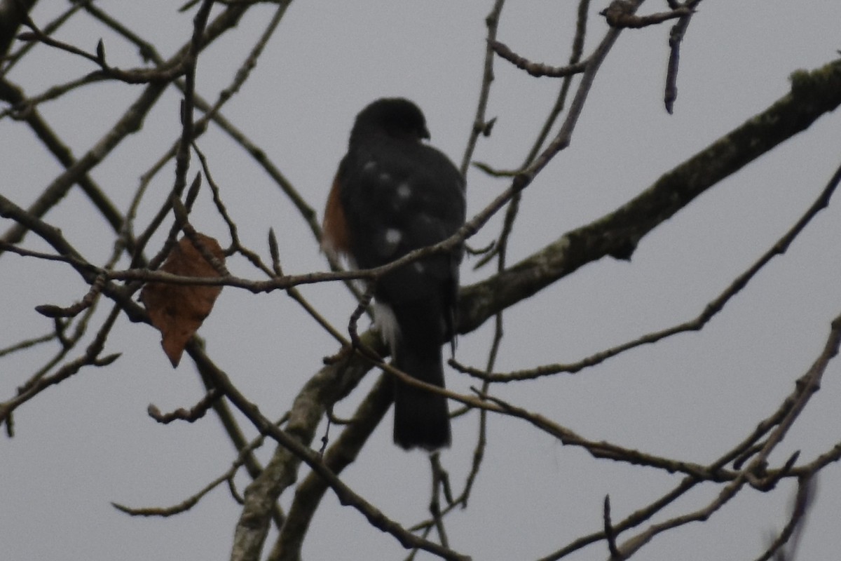Sharp-shinned Hawk - ML645969045