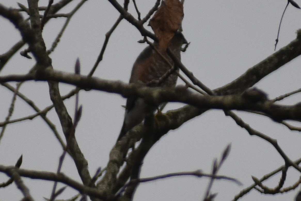 Sharp-shinned Hawk - ML645969046