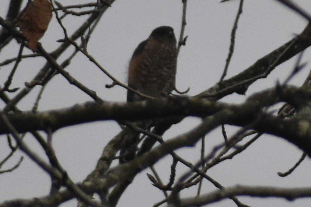 Sharp-shinned Hawk - ML645969047