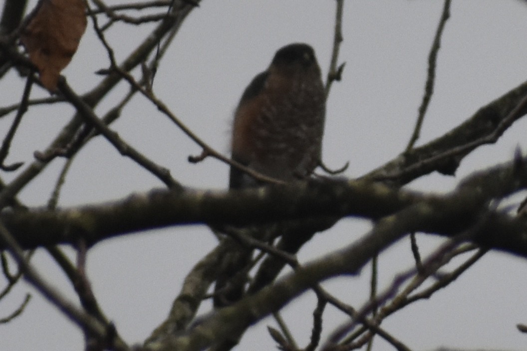 Sharp-shinned Hawk - ML645969048
