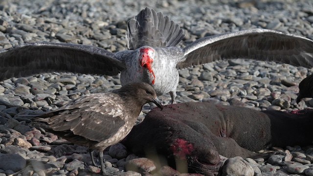 Southern Giant-Petrel - ML645969055