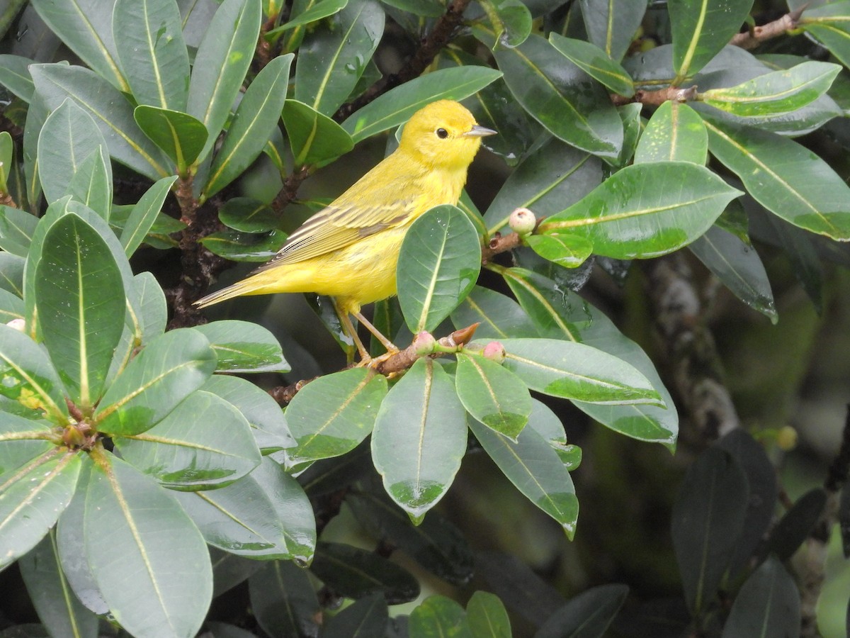 Sarı Ötleğen - ML645969060