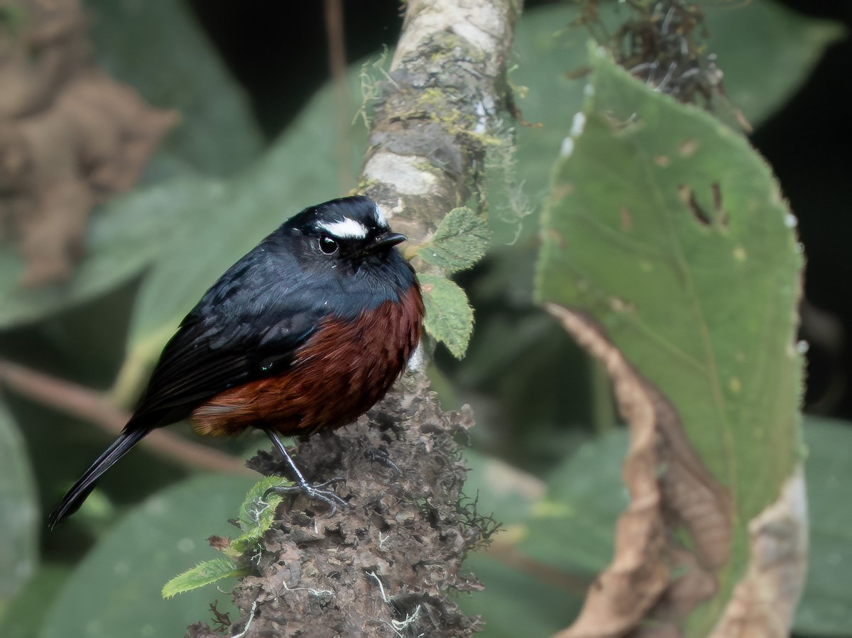 Chestnut-bellied Chat-Tyrant - ML645969089