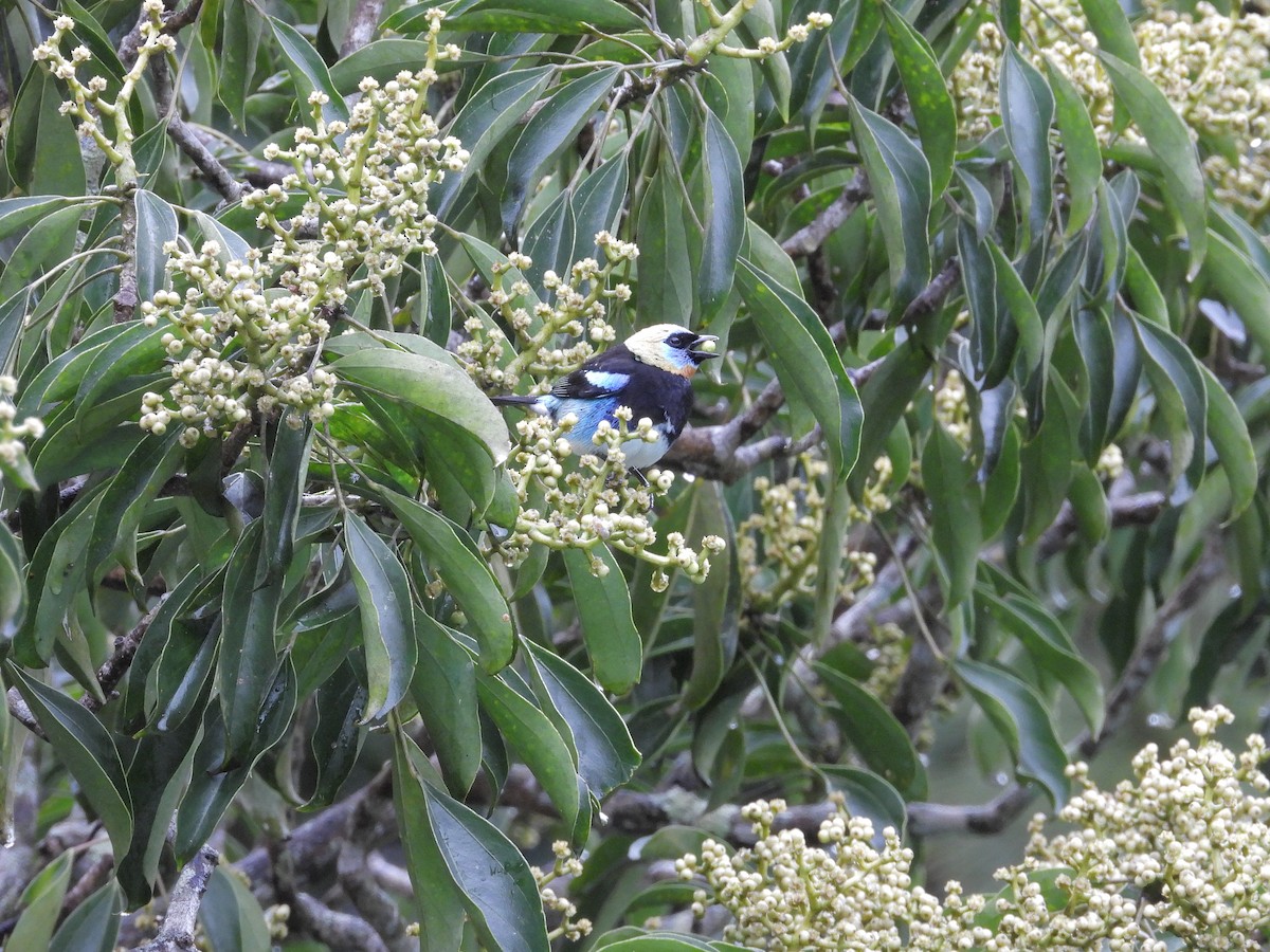 Golden-hooded Tanager - ML645969096