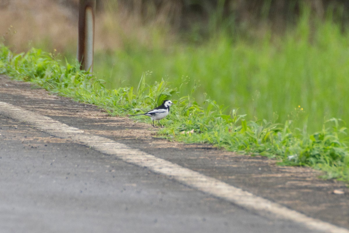 White Wagtail - ML645969105