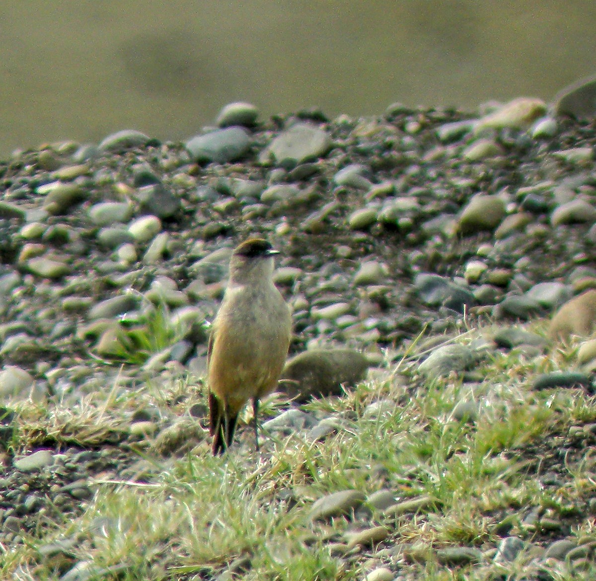 Dormilon à ventre roux - ML645969109