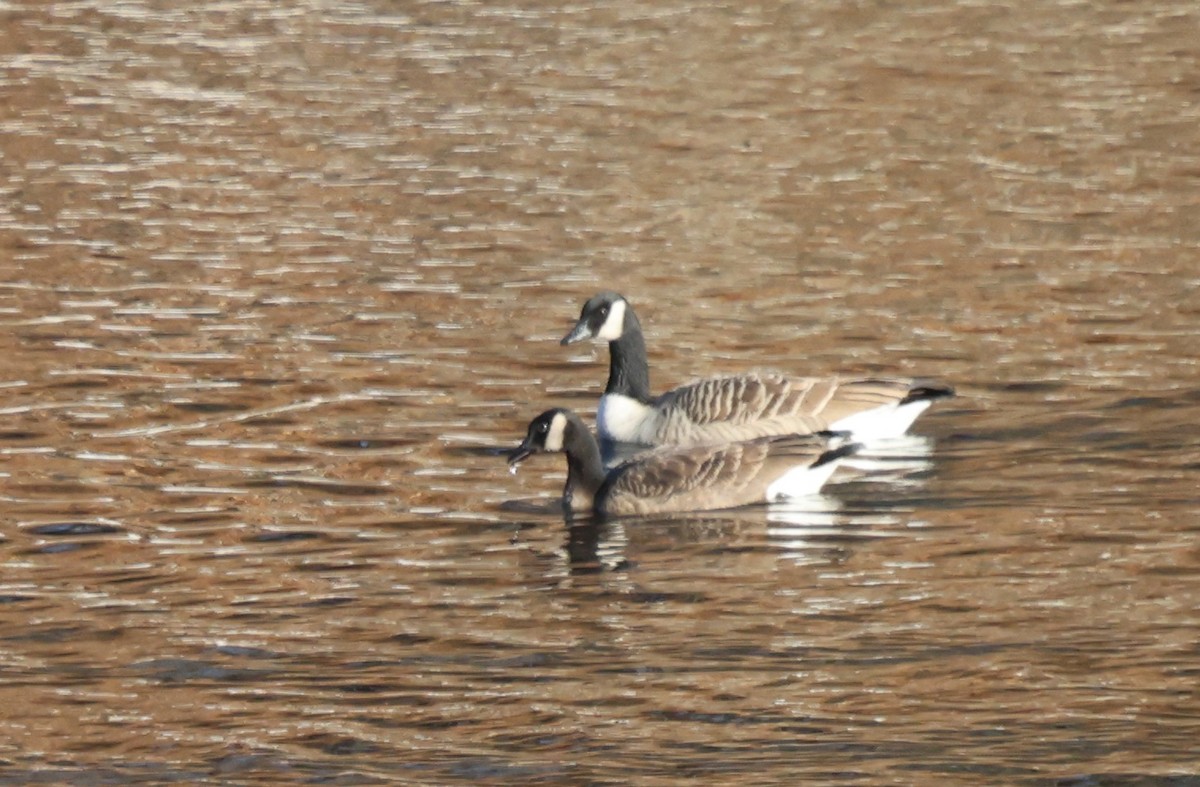 tanımsız kaz (Anser/Branta sp.) - ML645969110