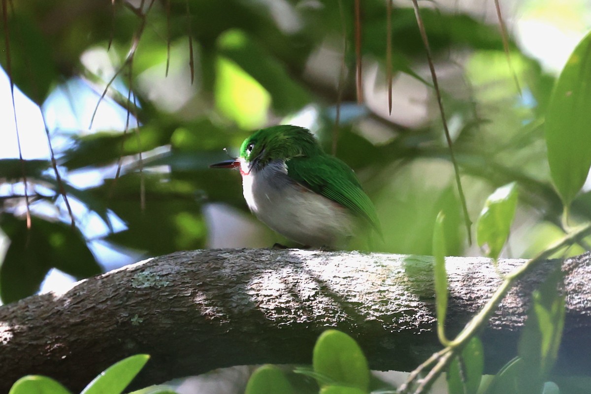 ハシボソコビトドリ - ML645969116