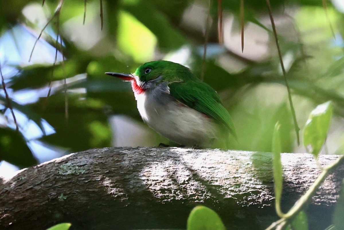 ハシボソコビトドリ - ML645969117