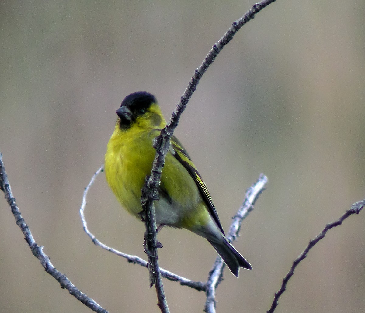 Black-chinned Siskin - ML645969118