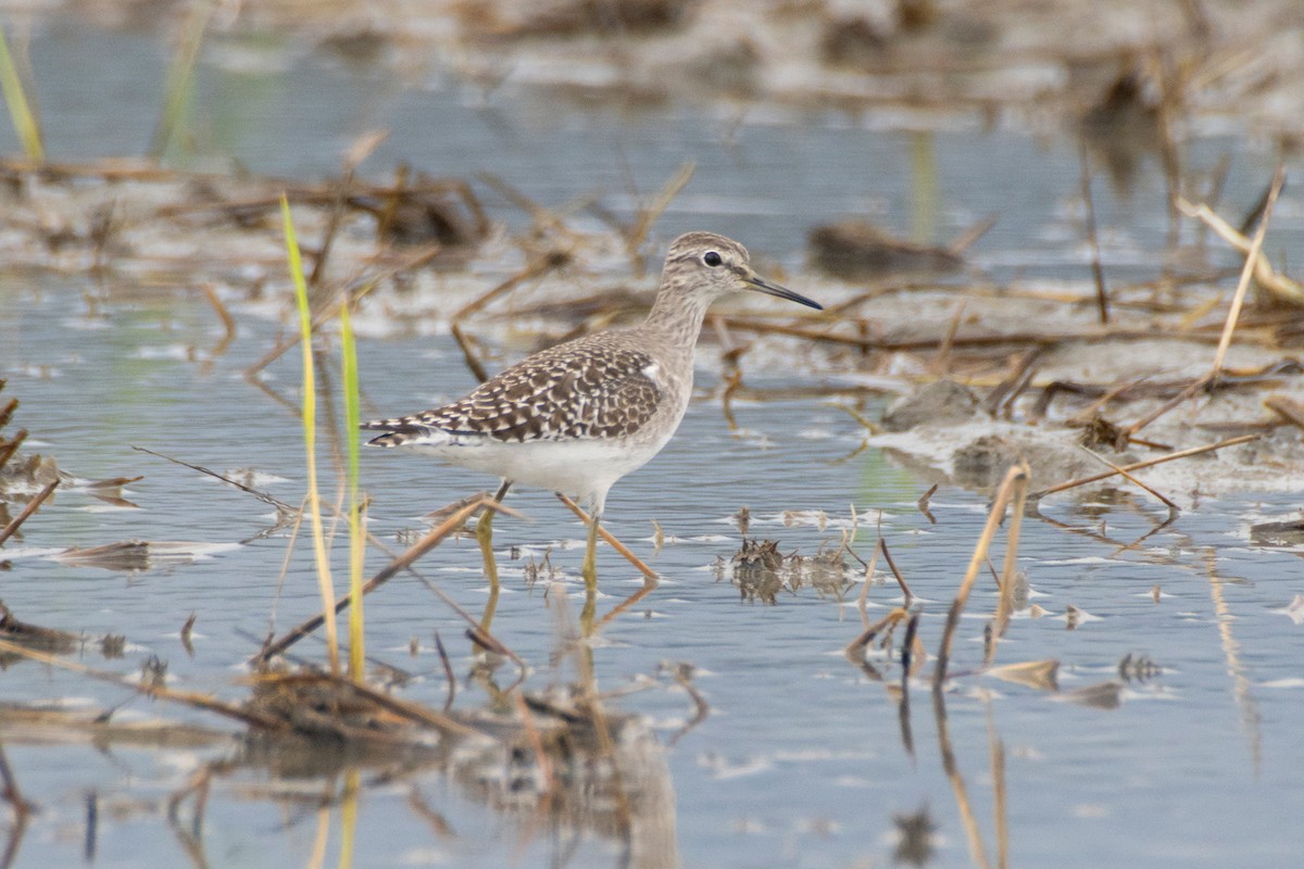 vodouš bahenní - ML645969119