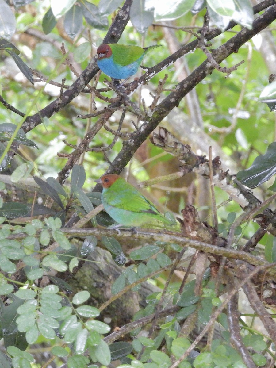 Tangara Cabecibaya - ML645969121