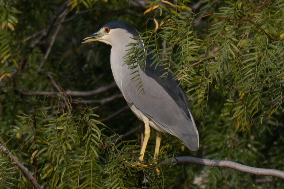 Black-crowned Night Heron - ML645969124
