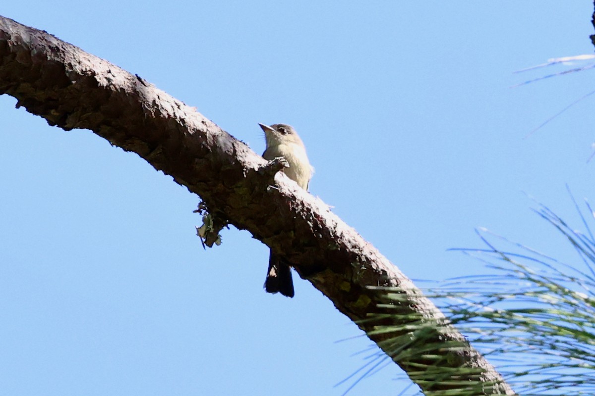 Hispaniolan Pewee - ML645969125