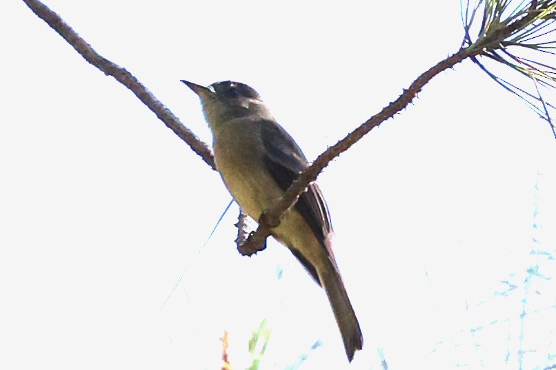 Hispaniolan Pewee - ML645969127