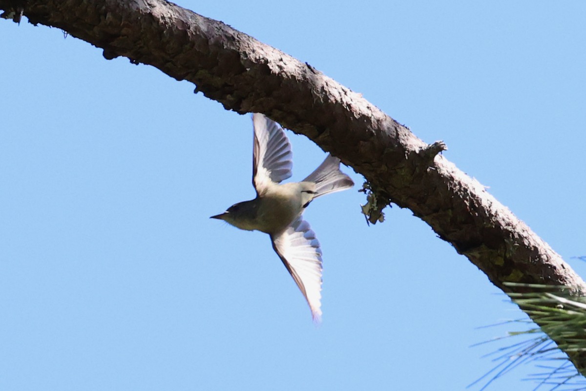 Hispaniolan Pewee - ML645969128