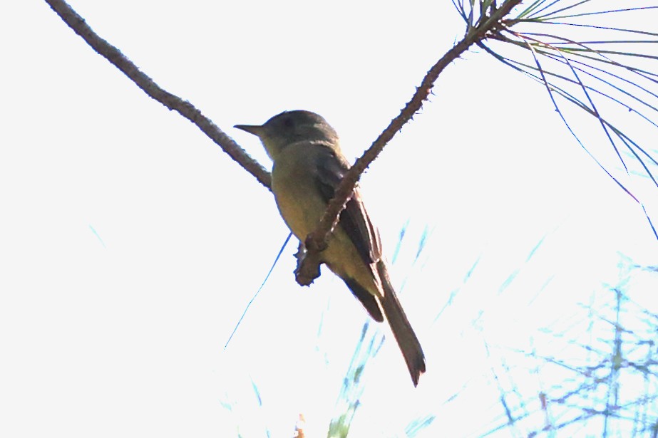 Hispaniolan Pewee - ML645969129