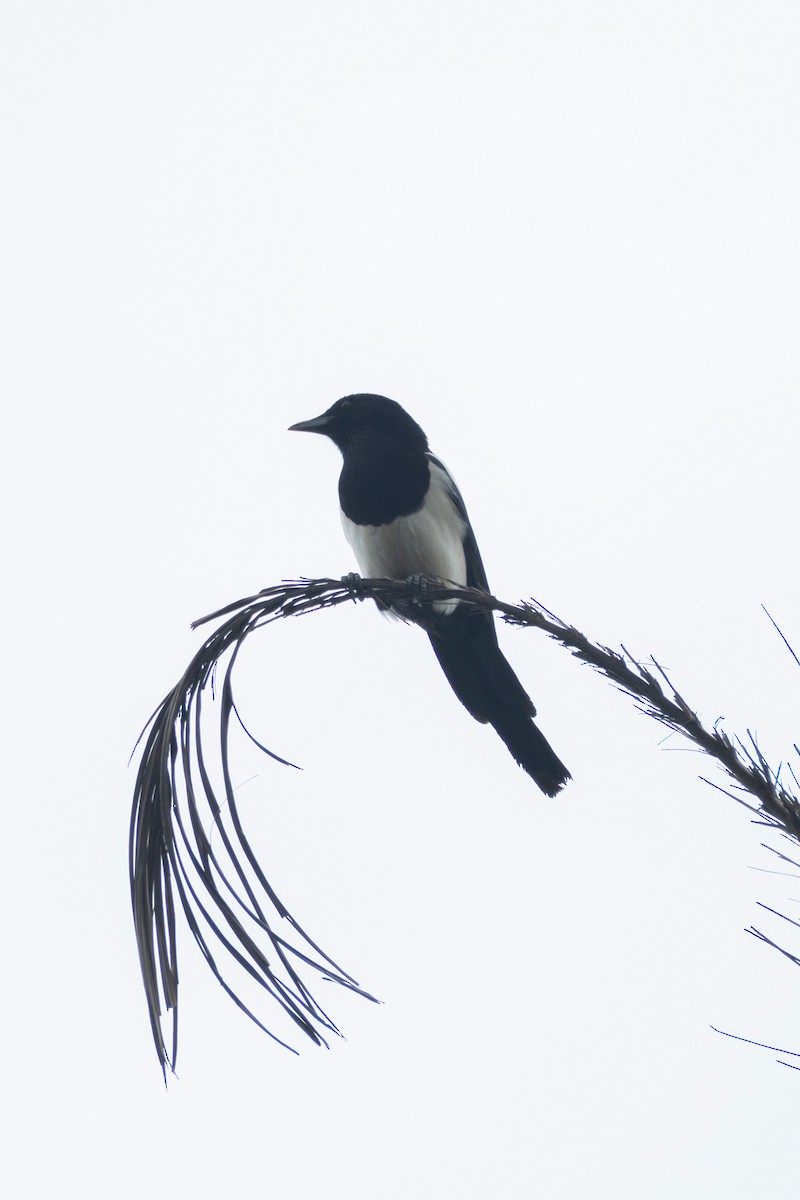 orientskjære - ML645969130