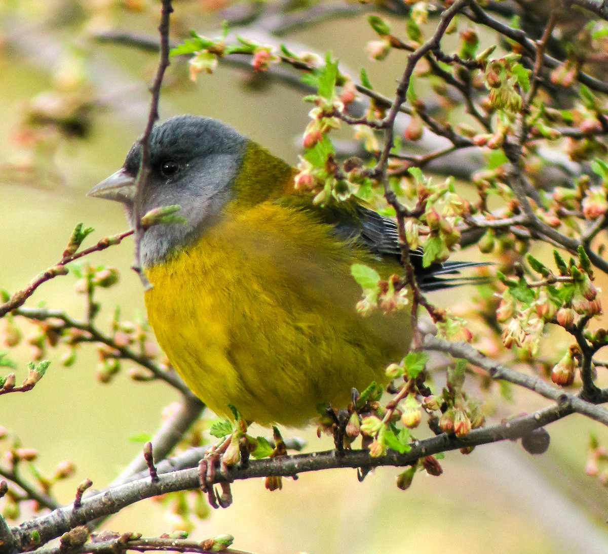 Patagonian Sierra Finch - ML645969132