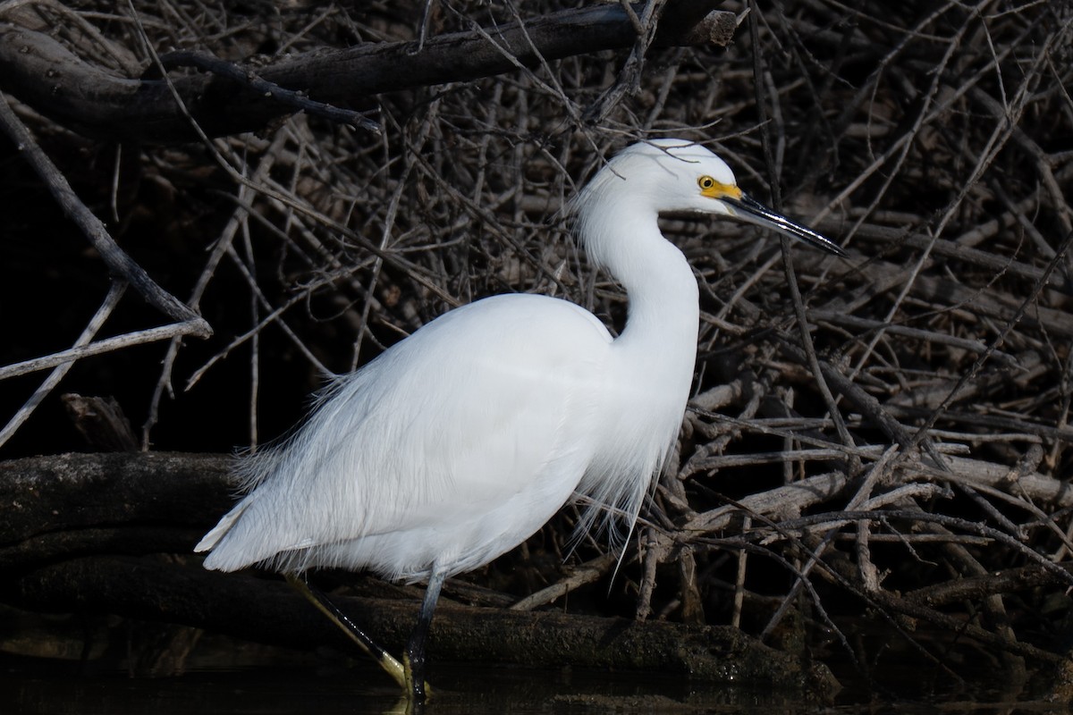 Snowy Egret - ML645969133