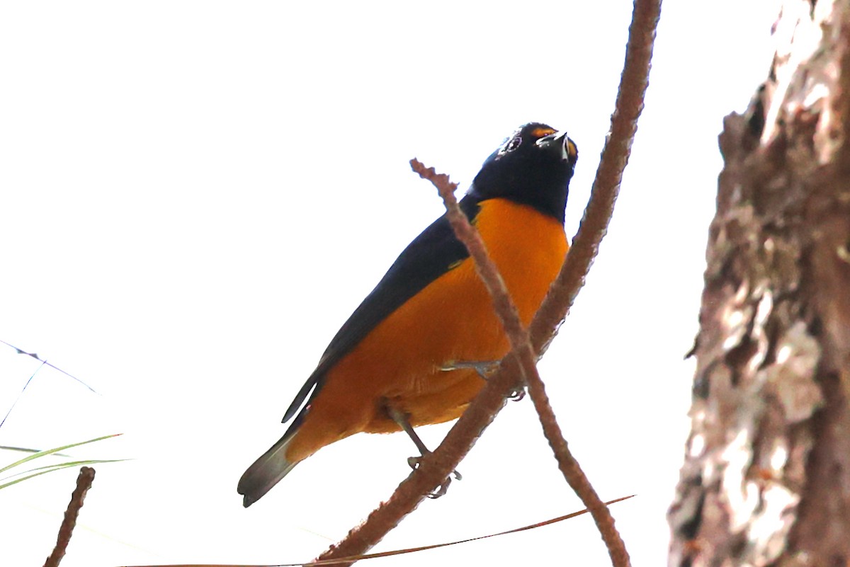 Hispaniolan Euphonia - ML645969134
