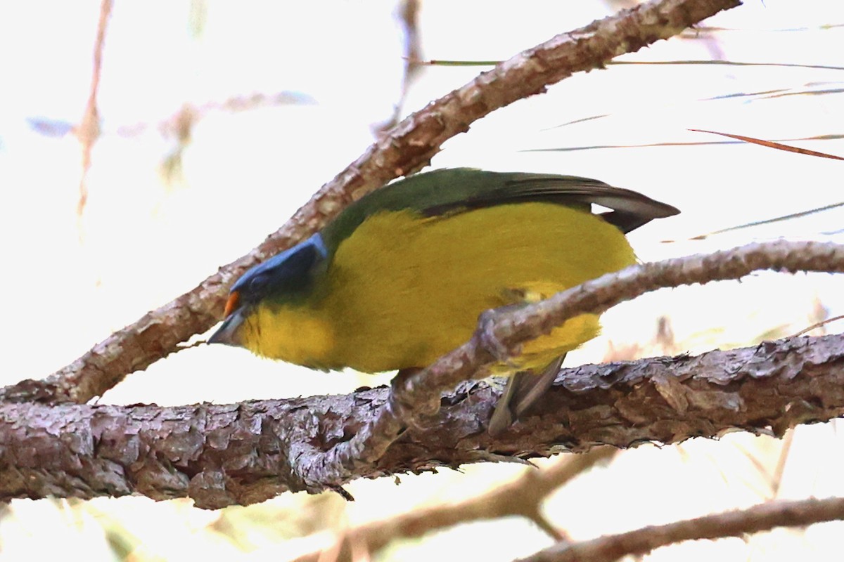 Hispaniolan Euphonia - ML645969135