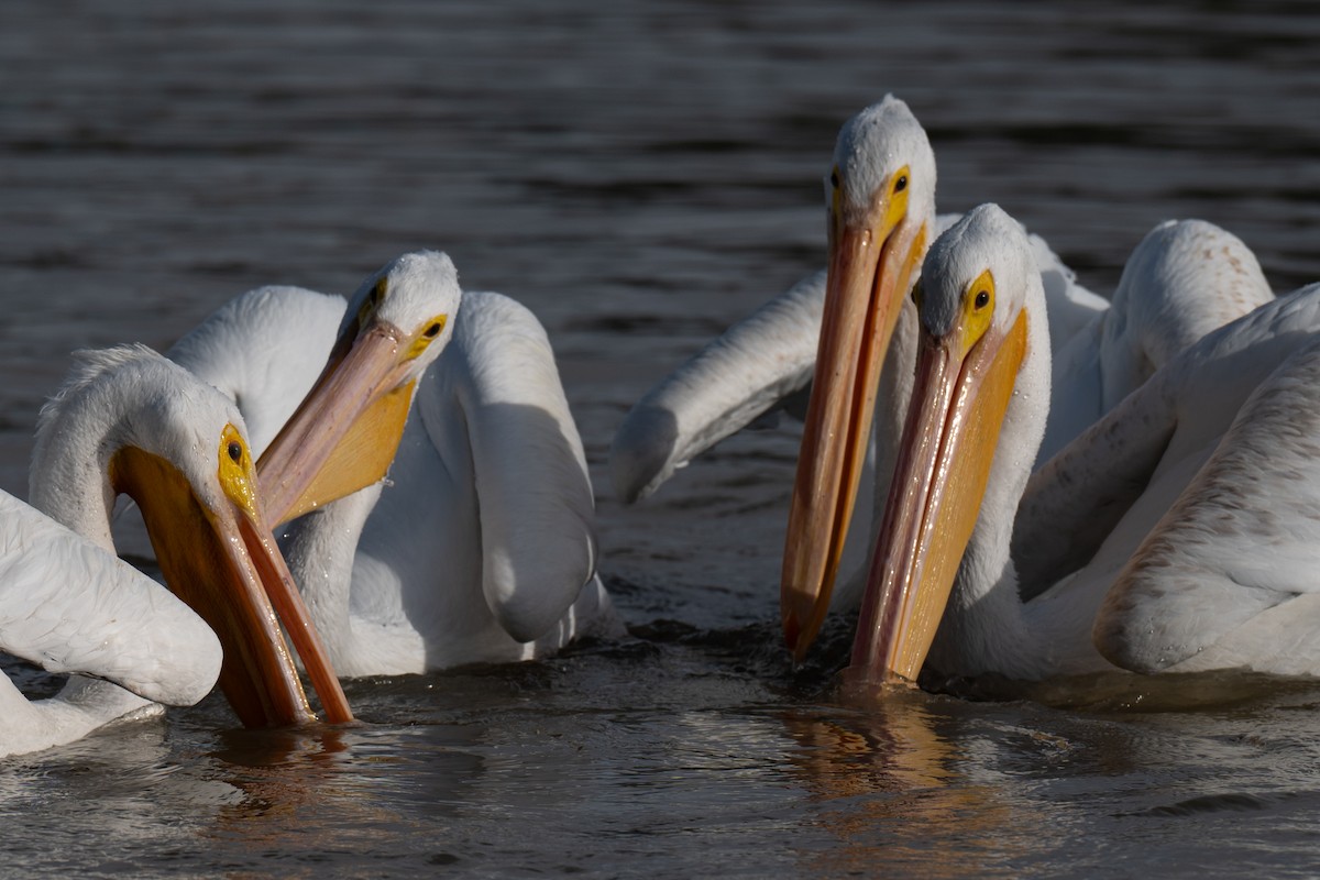 American White Pelican - ML645969141