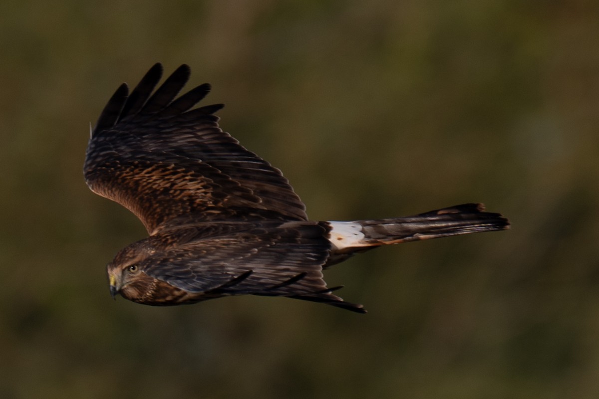 Northern Harrier - ML645969143