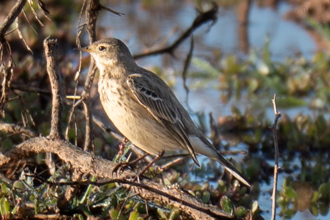 American Pipit - ML645969146