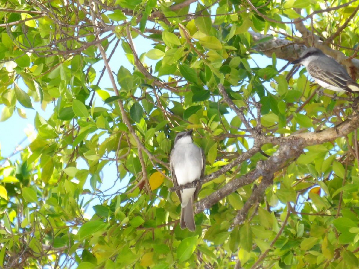 ハイイロタイランチョウ - ML645969151