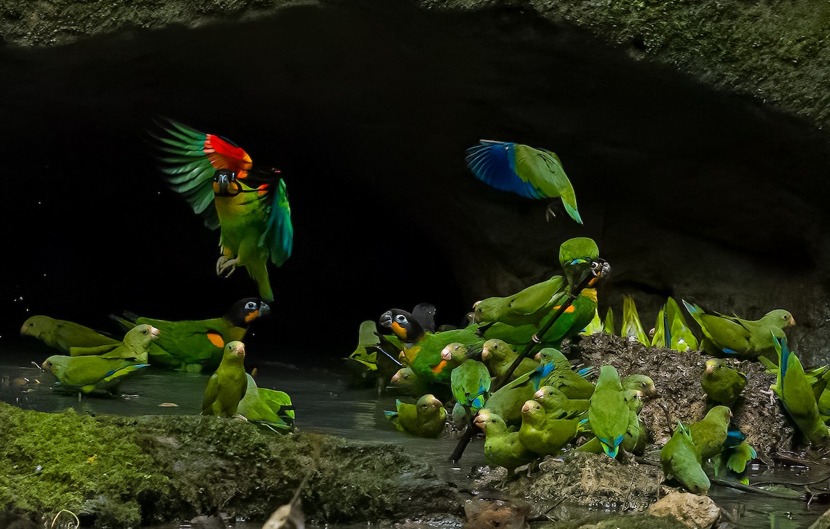 Orange-cheeked Parrot - ML645969161