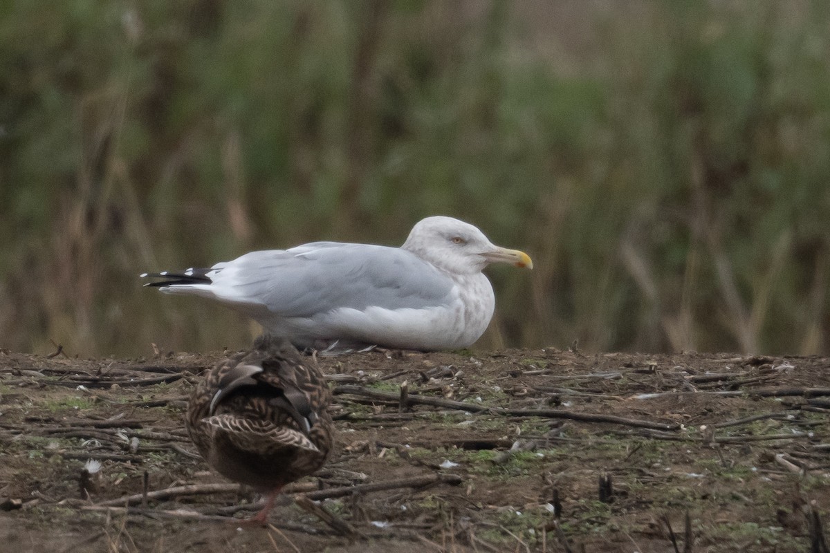 Goéland hudsonien - ML645969167
