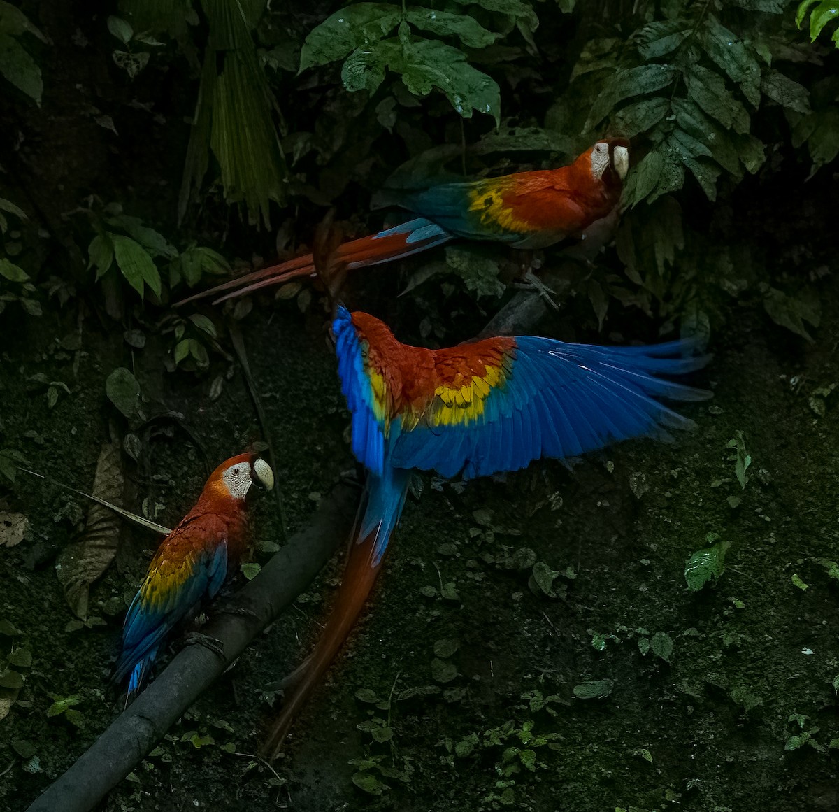 Ara rouge - ML645969171