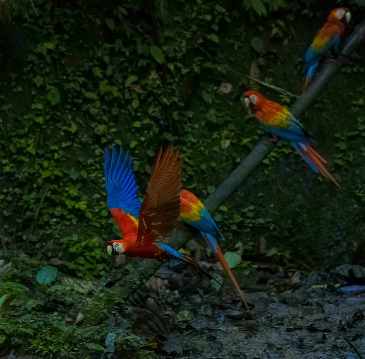 Ara rouge - ML645969172