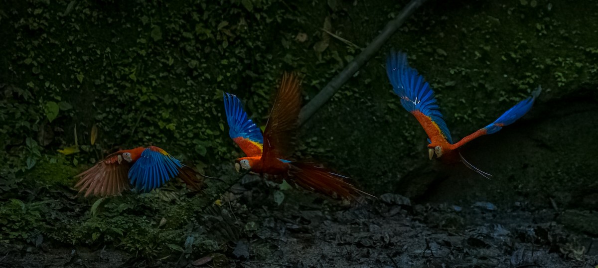 Ara rouge - ML645969173