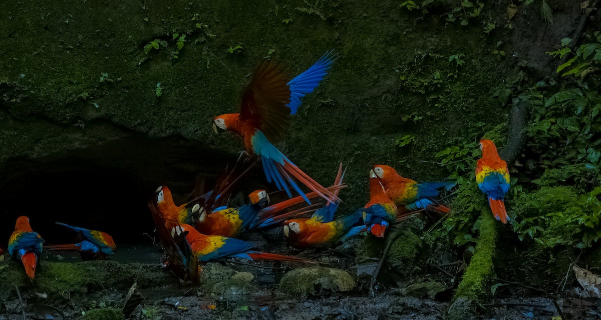 Ara rouge - ML645969174