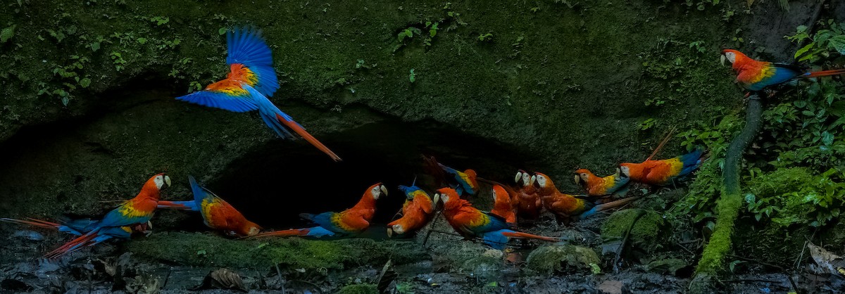 Ara rouge - ML645969175