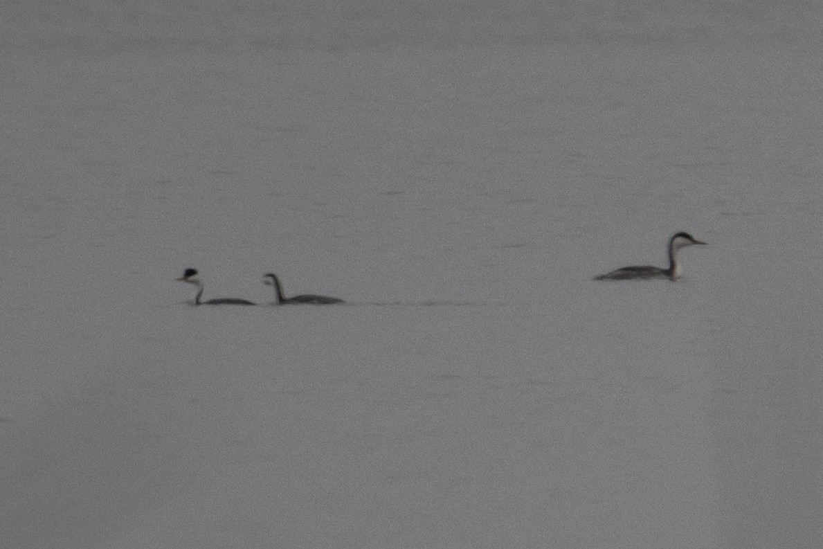 Grèbe élégant - ML645969178