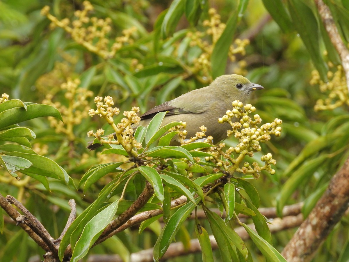 Tangara des palmiers - ML645969179