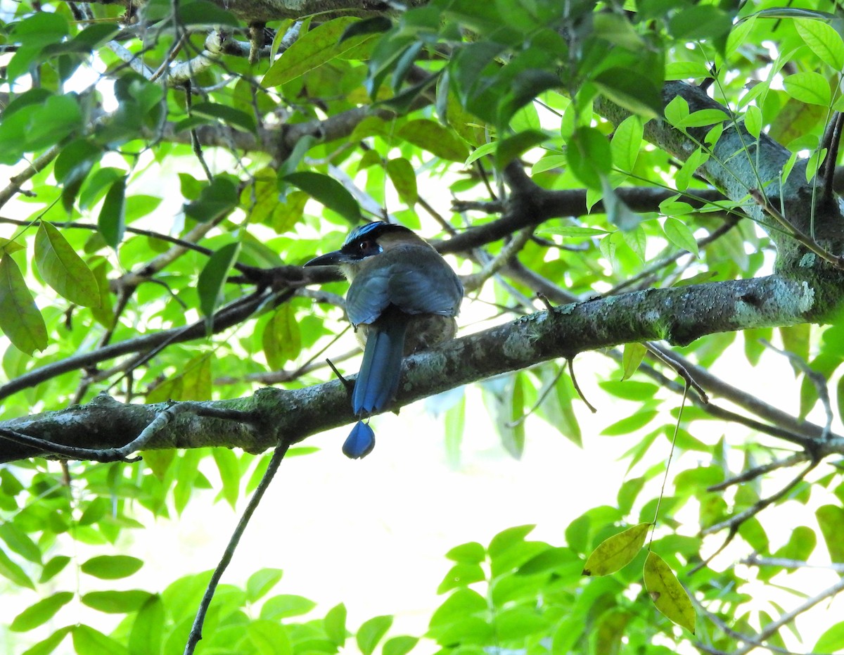 Motmot de Lesson - ML645969180