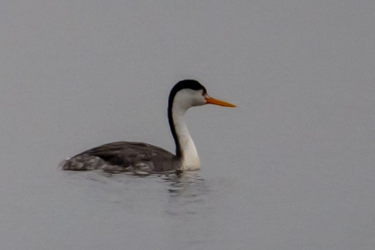 Grèbe à face blanche - ML645969181