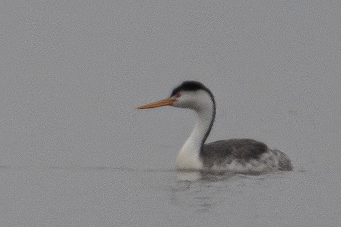 Grèbe à face blanche - ML645969182