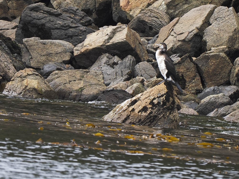 Cormoran varié - ML645969183