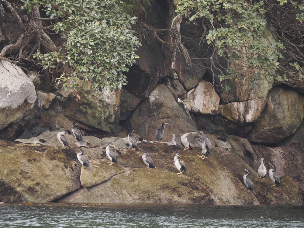 Cormoran varié - ML645969184